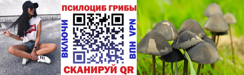 Купить закладки  Павлово  Псилоцибиновые грибы MAGIC MUSHROOMS 